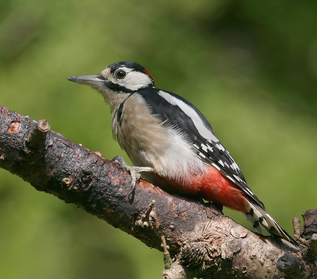 Great Spotted Woodpecker - Peter Bagnall